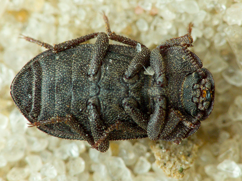 Gonocephalum pygmaeum (Steven, 1829)